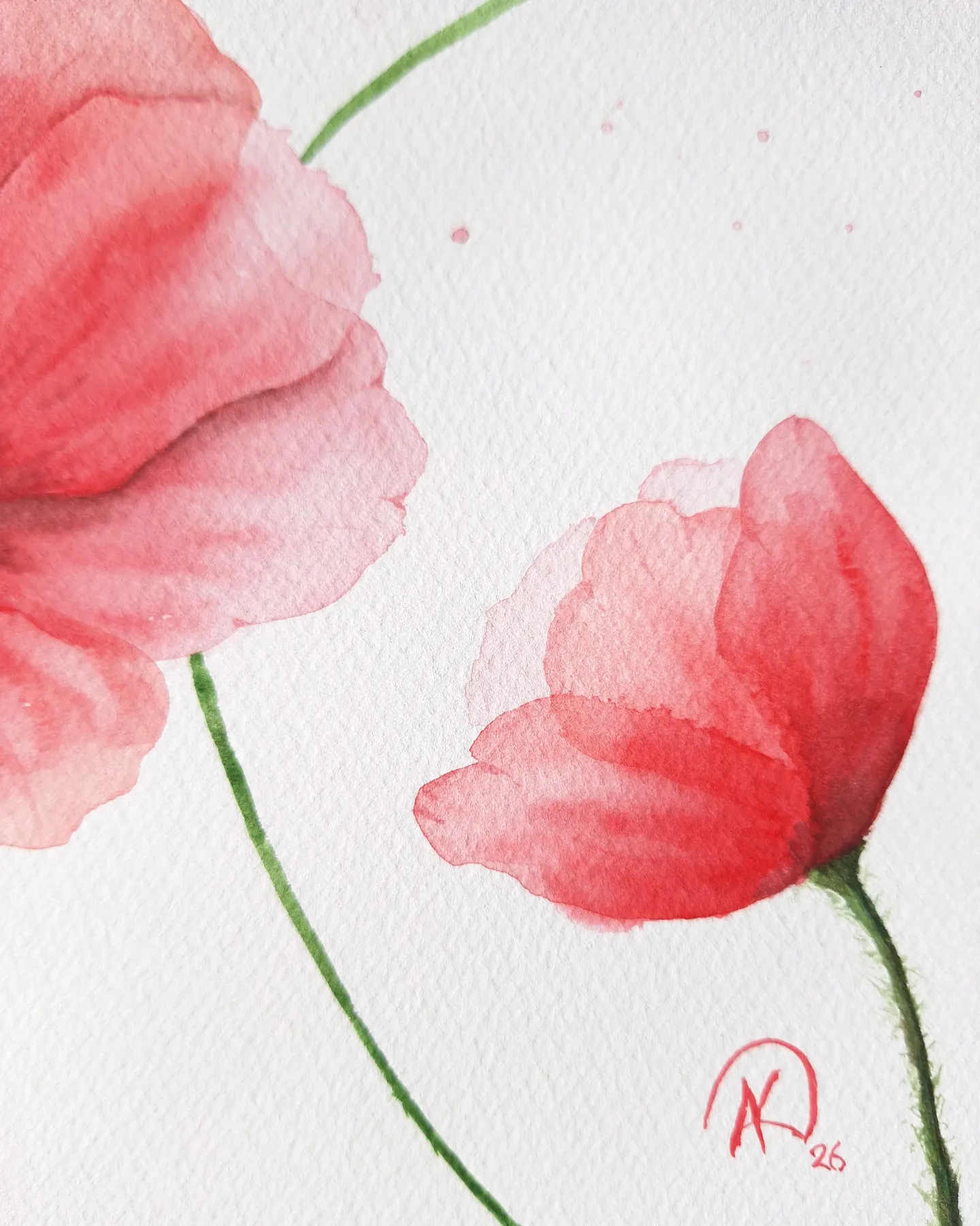Poppies — view 2